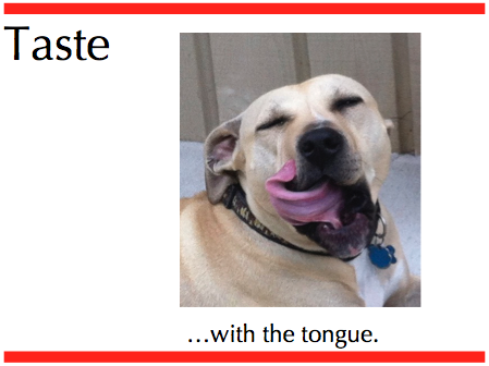 sho tongue